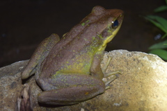 Odorrana hosii