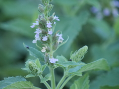Teucrium vesicarium