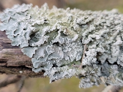 Punctelia perreticulata