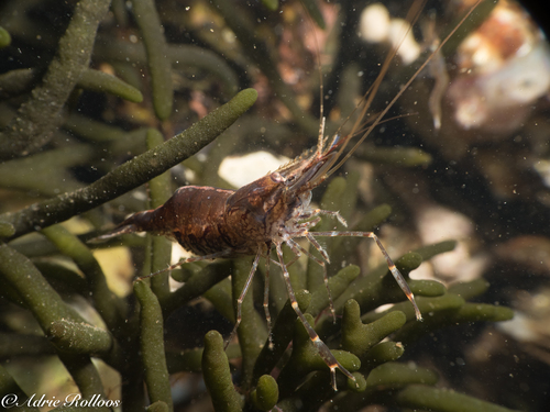 Oriental Shrimp, photo 4 of 10
