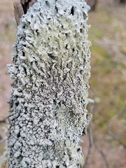 Punctelia perreticulata