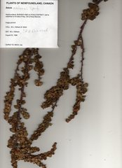 Betula michauxii