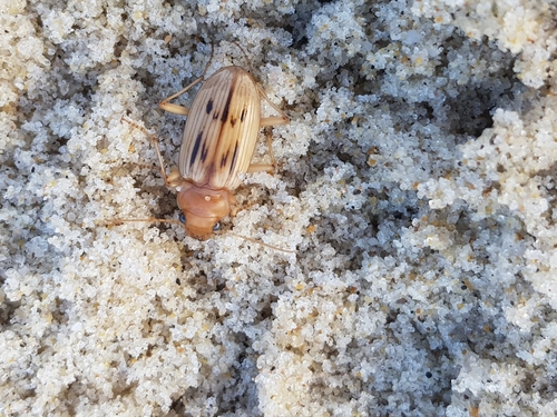 photo of The Beachcomber (Eurynebria complanata)