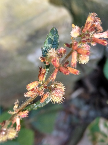 Triumfetta rhomboidea