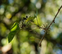 Eleutherococcus trifoliatus