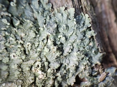 Punctelia perreticulata