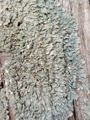 Punctelia perreticulata