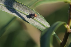 Aspidobothrys ruficeps