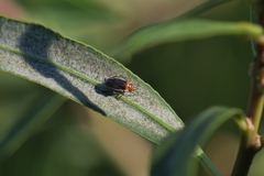 Aspidobothrys ruficeps
