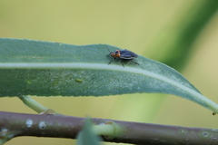 Aspidobothrys ruficeps