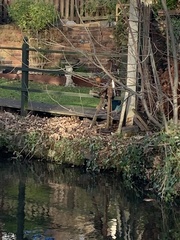 Alcedo atthis