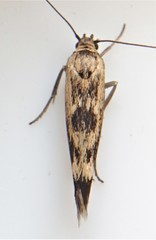 Scythris limbella