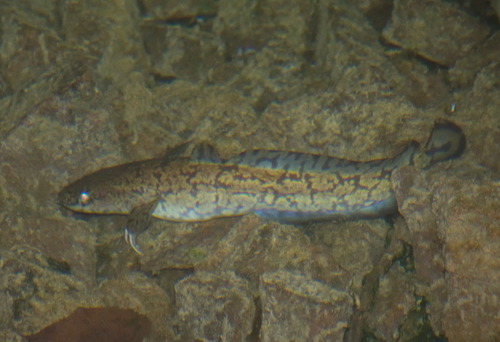 Burbot