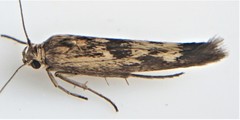 Scythris limbella