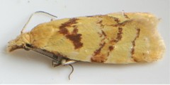 Phtheochroa vitellinana