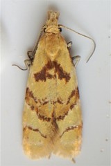 Phtheochroa vitellinana