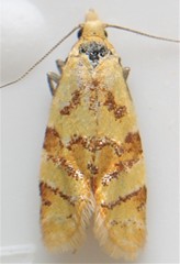 Phtheochroa vitellinana