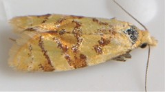 Phtheochroa vitellinana