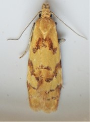 Phtheochroa vitellinana