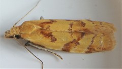 Phtheochroa vitellinana