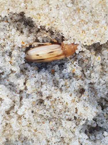 photo of The Beachcomber (Eurynebria complanata)