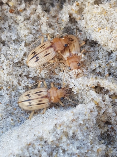 photo of The Beachcomber (Eurynebria complanata)