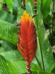 Heliconia episcopalis