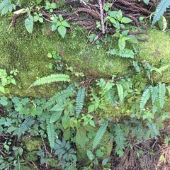 Polystichum hancockii