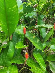 Heliconia episcopalis