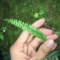 Polystichum hancockii