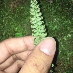 Polystichum hancockii