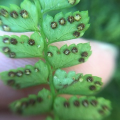 Polystichum hancockii