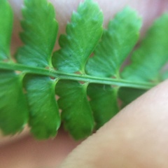 Polystichum hancockii