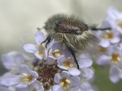 Peritrichia cinerea