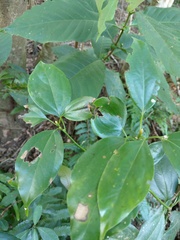 Neolitsea sericea