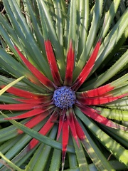 Fascicularia bicolor bicolor