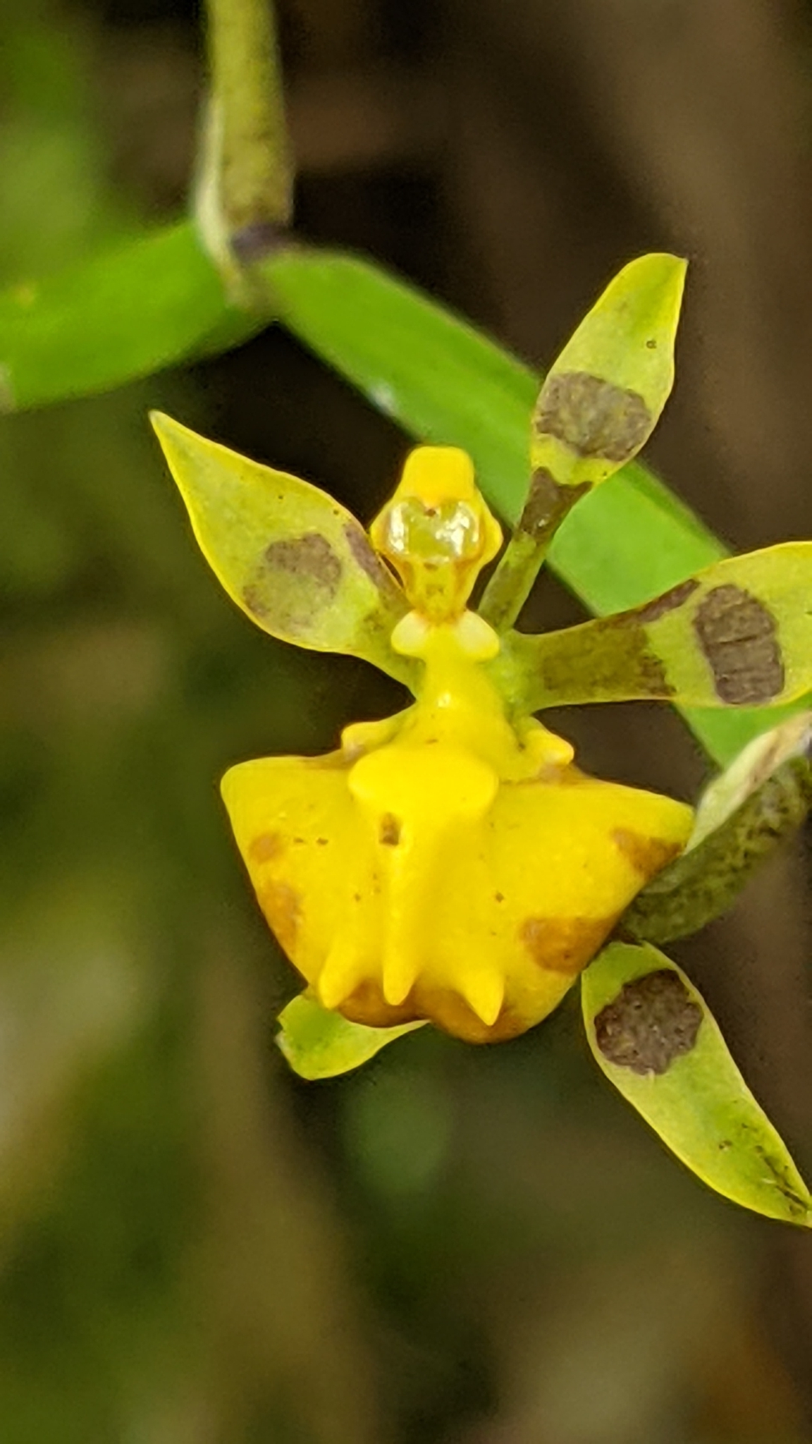 Cyrtochilum meirax (Rchb.f.) Dalström