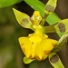 Cyrtochilum meirax - Photo 由 Lynne Pineda 所上傳的 (c) Lynne Pineda，保留部份權利CC BY-NC