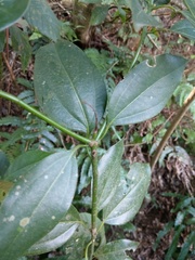 Neolitsea sericea