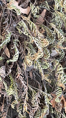 Pleopeltis michauxiana