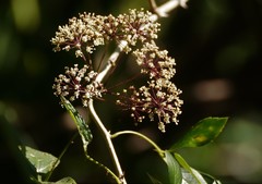 Eleutherococcus trifoliatus