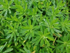 Euphorbia azorica