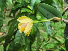 Cattleya luteola