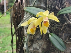 Cattleya luteola