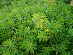 Euphorbia azorica