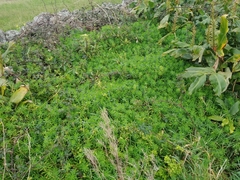Euphorbia azorica