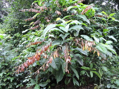 Warszewiczia coccinea