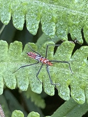 Zelus longipes