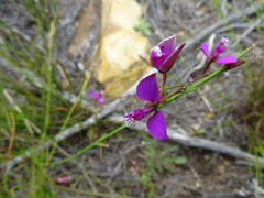Polygala pappeana