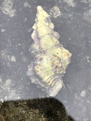 Hesperisternia vibex